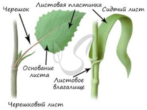 Основные части листа