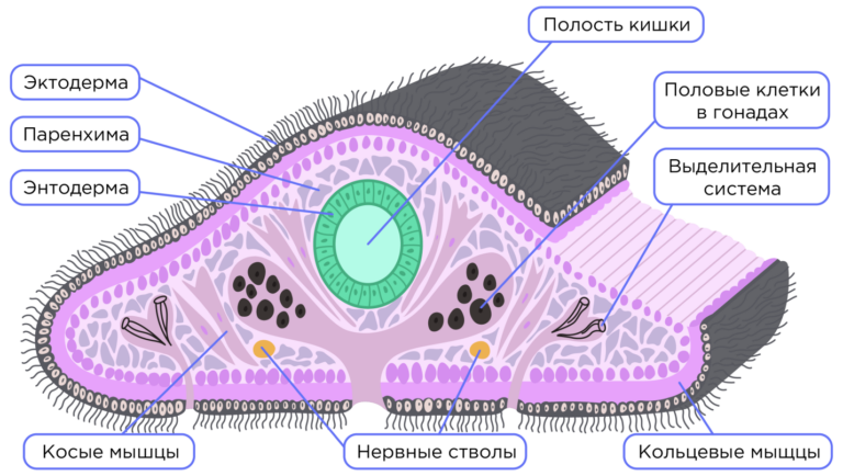 Тип Плоские черви