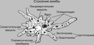 Царство протисты