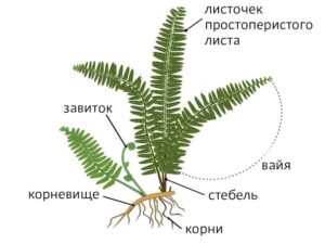 Папоротники