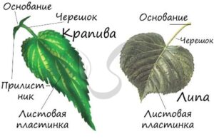 Прилистники - строение листа