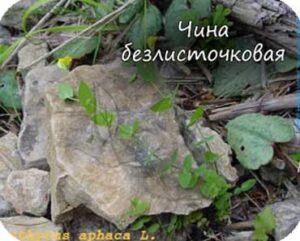 Прилистники — чина безлисточковая