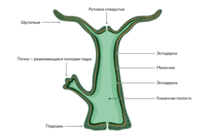Гидра пресноводная