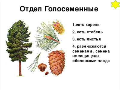 Тест. Отдел Голосеменные.