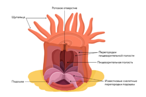 Класс Коралловые полипы, или Антозои