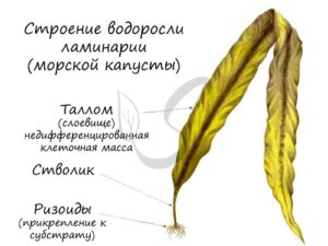 Водоросли