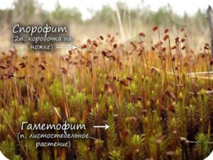 Мхи — отдел высших растений