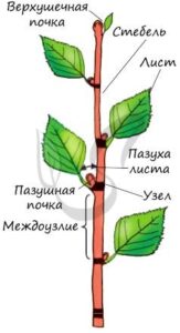 Строение стебля