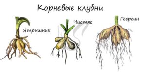 Корневые клубни