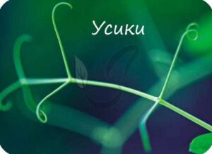 Усики