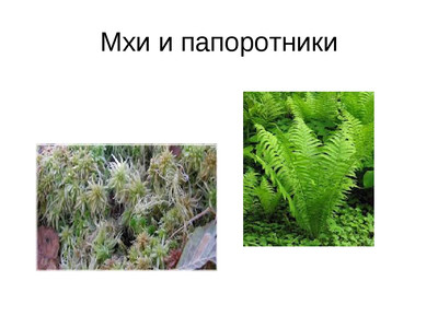 Тест. Мхи и папоротники.