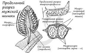 мужской гаметофит