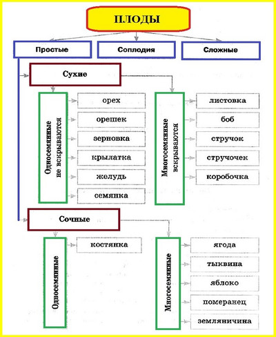 Типы плодов
