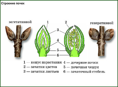 Строение почек