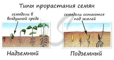 Типы прорастания семян