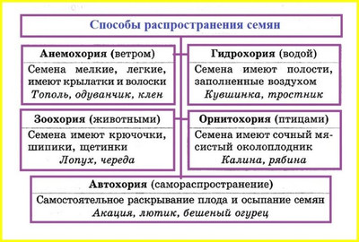 Способы распространения семян и плодов