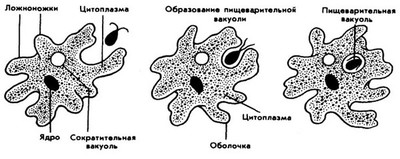 Амеба обыкновенная