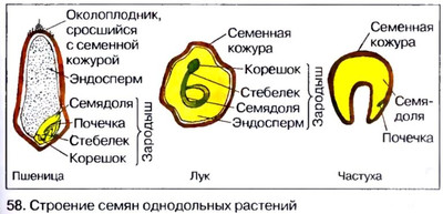 Строение семян однопольных растений