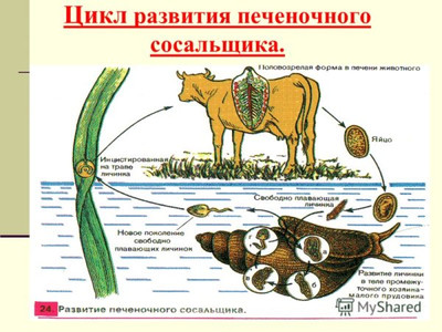 Цикл развития печеночного сосальщика
