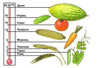 Глубина заделки семян